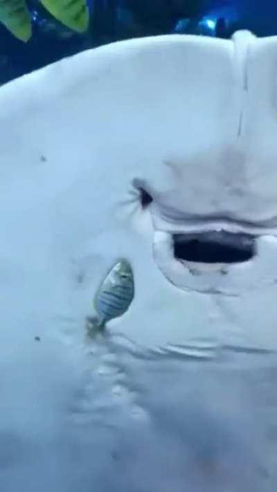 Stingray trapping its prey using aquarium glass