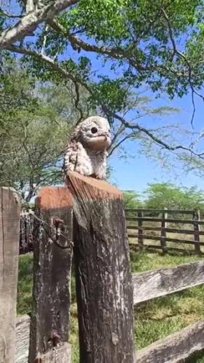 🔥 This is the best footage I have ever seen of my favourite bird, the Potoo. 🔥