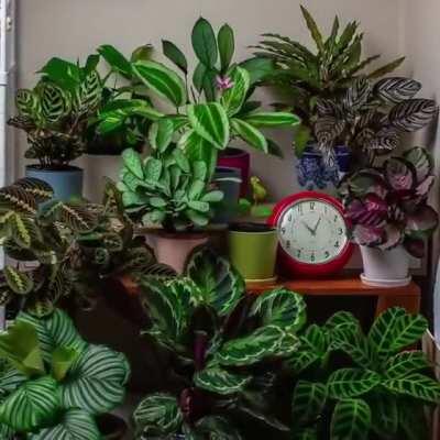 Movement of plants over 24 hours