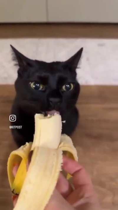 Wunkus loves bananas.