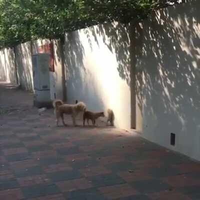 The Stray Dogs went back to their secret home!