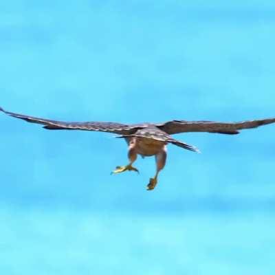 🔥 Juvenile peregrine falcon testing his weapons system