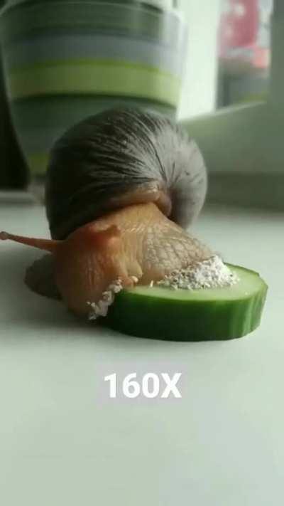 A snail eating on speed 160x