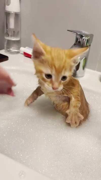 OC - Giving my kitty a bath for fleas 