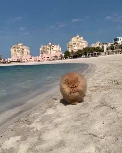 Untamed 'lion' patrolling the beach