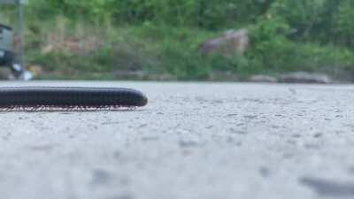 The way this Millipede walks