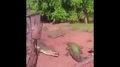 Crocodile