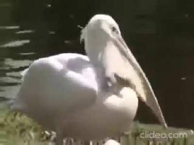 Pelican eats pigeon