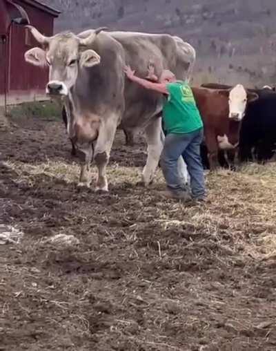 Massive bull 