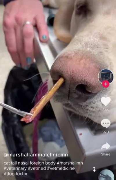 Removing a little splinter from a dog’s nose