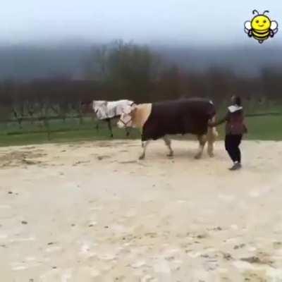 Cow thinks he's a showjumping horse