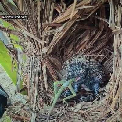 Feeding Pheasant Coucal