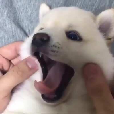 Squishy Shiba Inu