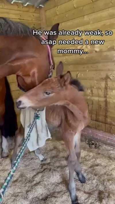 Foal adopted by foster mommy