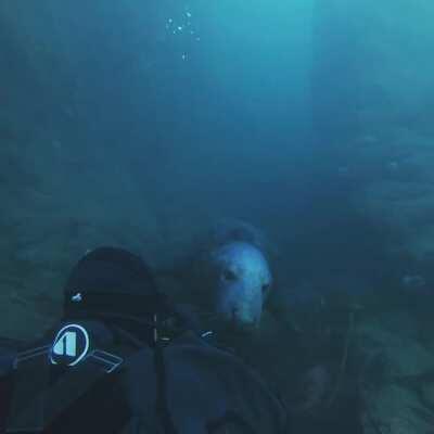 UK Diving has magic moments as well :) Just off the coast here in Northumberland before the lockdown got us. We named him Dan 😂