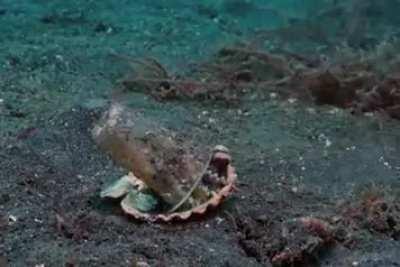 Diver convinces octopus to trade his plastic cup for a seashell