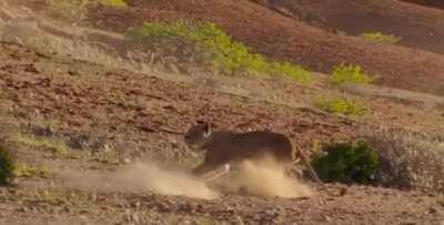 Lioness failed hunt