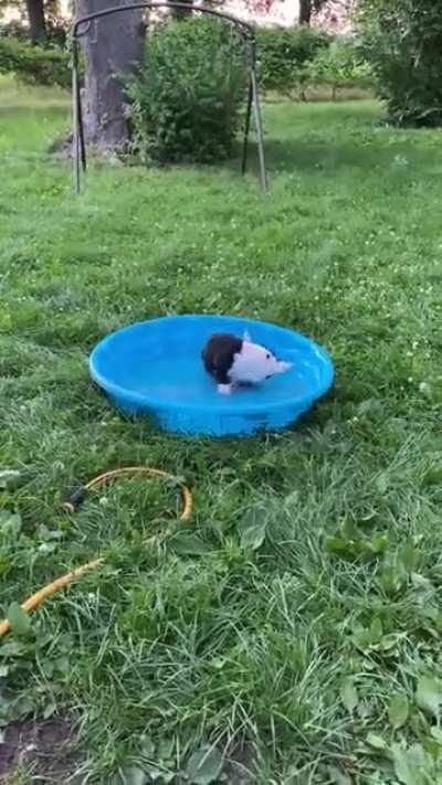 At 12.5 weeks old, we discovered Marie is a water dog