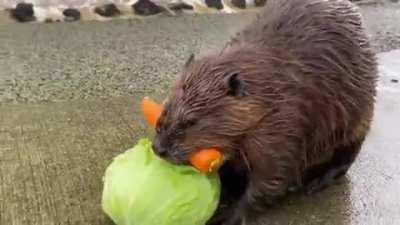 Here's a Beaver carrying a carrot and a head of lettuce back to his home