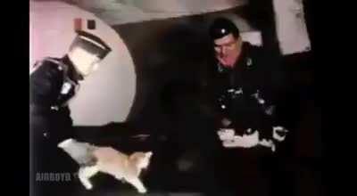 Cats being tested in zero-gravity conditions by NASA.