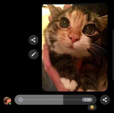 Sent my friend a cat pic in the middle of her recording a voice memo. See if you can spot when she sees it