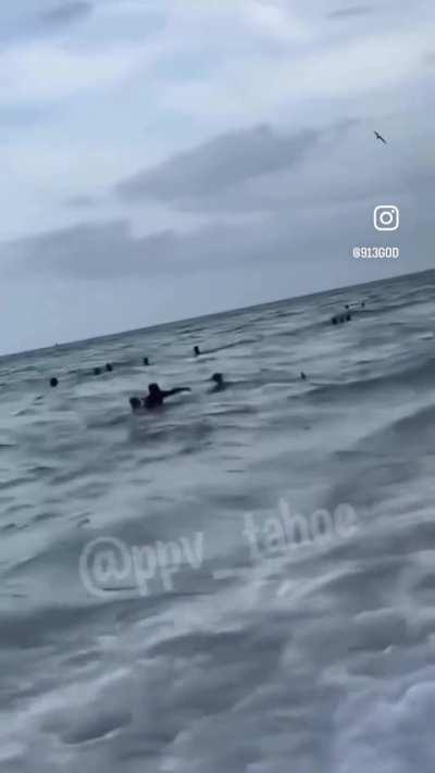 This shark was seen swimming by the shoreline in Miami 