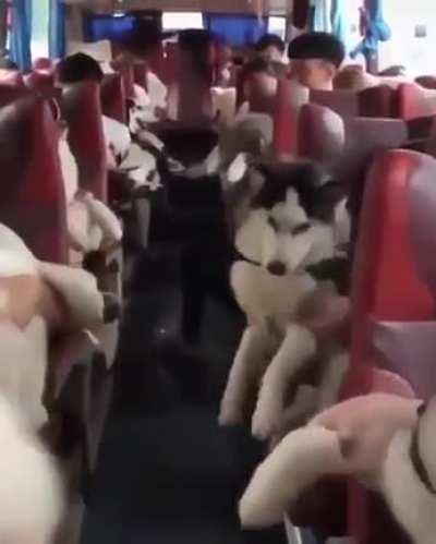 Bus dogs