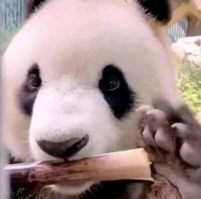 chonky panda eating bamboo