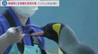 A japanese aquarium was forced to buy cheaper fish in a bid to save money. The penguins refused to eat the cheaper fish. 