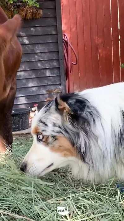 Best Friends Lewis and Sky at The Gentle Barn Sanctuary