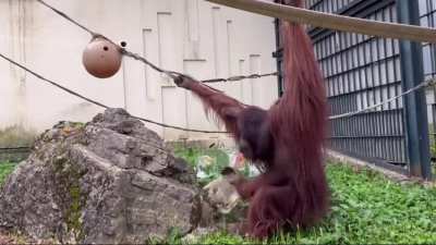 Precious Orang Smashes Ice