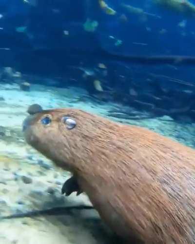 Really cool footage of a capybara running underwater.