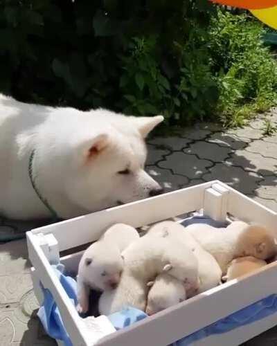 Mama dog and her box of doglets