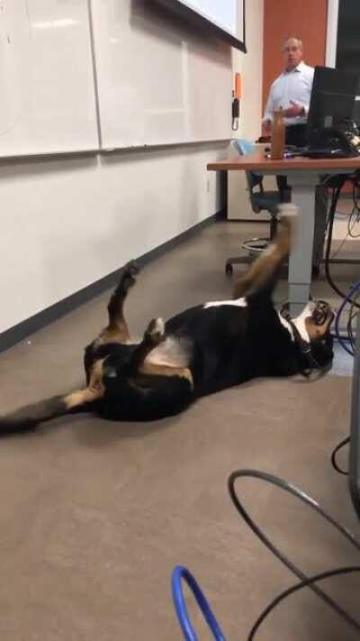 Business professor brought in his dog to class to help calm nerves before the big exam.