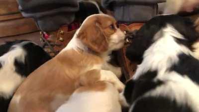 My in-laws have new Cavalier puppies. They like shoelaces.