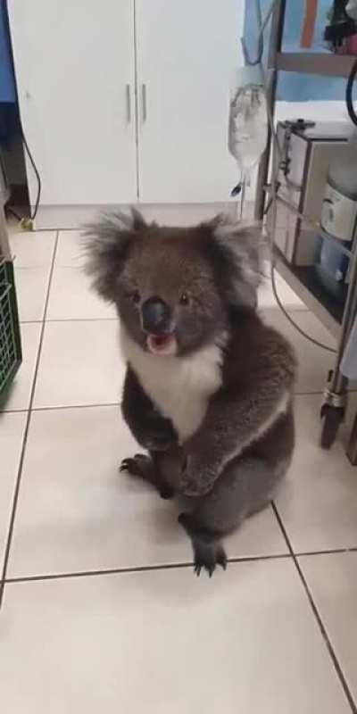 Koala Bear shouting at the Vet