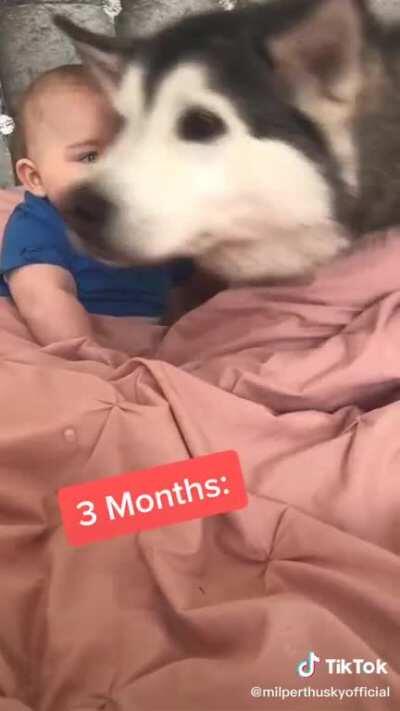 Dogs bonding with a new baby in the family gets me every time