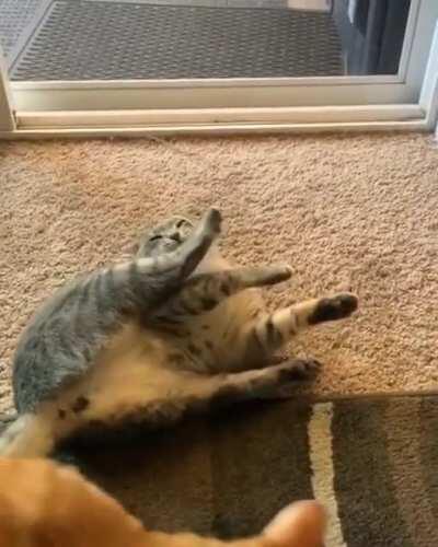 Cat.exe not responding.