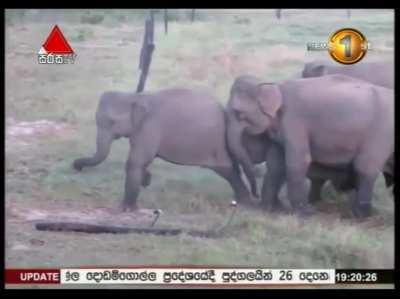 Group of elephants crosses broken electric fence carefully assuming it still conducts electricity