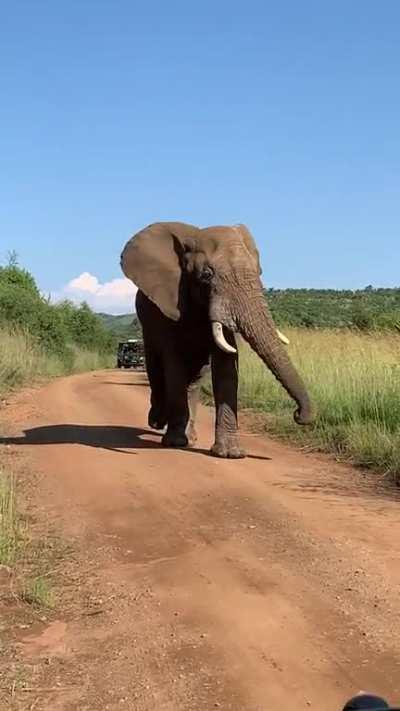 A happy elephant chillin while walking