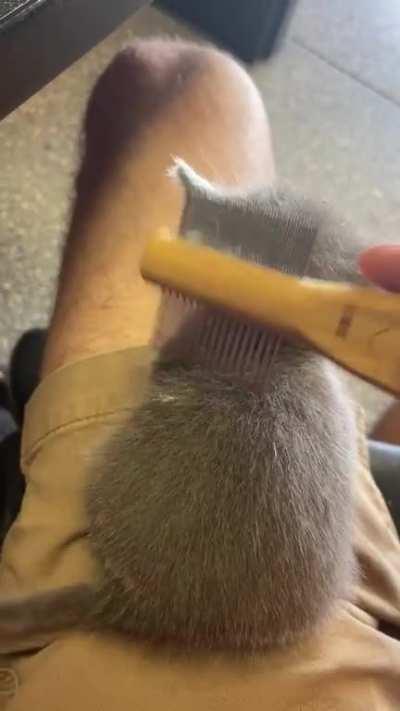 Illegally Smol Brushy Brush