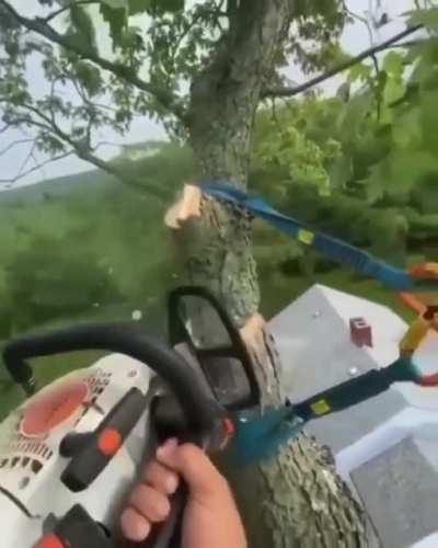 Tree Limb Divider