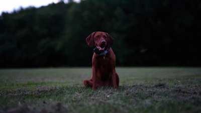 Maddie in a field of fireflies