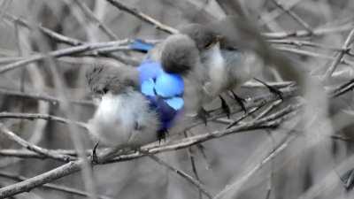 🔥 Meet Old Blue and his little baby Splendid Fairy-Wren family from Bedfordale, Western Australia 📷 Mark Eatwell