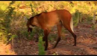 🔥 The Maned Wolf, The Tallest Canid In The World and Mostly Eat Fruit.