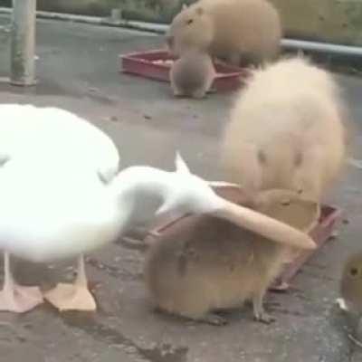 Capybara doesn't give a fuck that he's being eaten