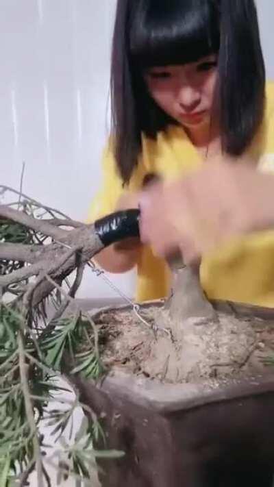 Bonsai Bending