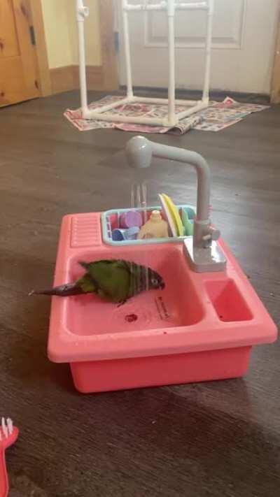 My little green cheek conure yoshi enjoying his new shower