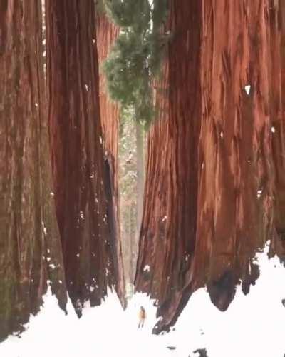 Sequoia Tree compared to a human