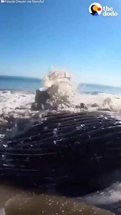 Group of good people spend 4 hours pushing a huge beached whale back into the ocean. Using different techniques they were able to roll him deeper by pushing at the perfect time.